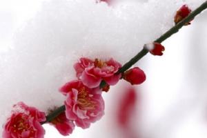 Đại Hàn: Tiết Khí Cuối Cùng Của Năm