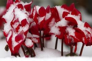 Đại Tuyết Và Vận Mệnh Các Con Giáp