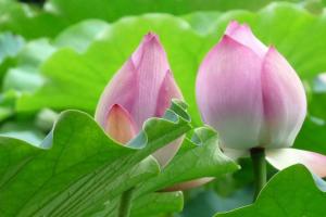 Lập Hạ Và Những Điều Kiêng Kị