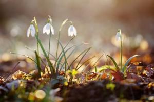 Lập Xuân Tiết Khí Đầu Tiên Của Mùa Xuân