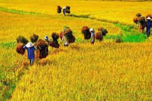 Mang Chủng Và Vận Mệnh Người Sinh Vào Tiết Mang Chủng