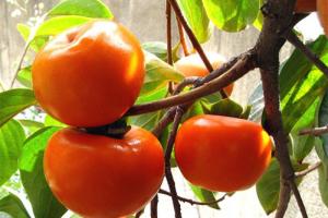 Sương Giáng: Tiết Khí Cuối Cùng Của Mùa Thu