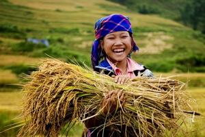 Tiết Đại Thử Và Một Số Tập Tục Dưỡng Sinh