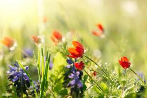 Tiết Tiểu Thử Và Những Điều Chưa Biết