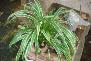 Tâm Sự Bị Yểm Bùa và Hành Trình Hóa Giải Yểm Bùa 