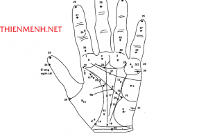 Xem Bói Chỉ Tay: 41 Vị Trí Ngôi Sao trên lòng bàn tay báo hiệu điều gì