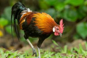 Cách Khai Thị và Cứu Chúng Sanh về Tây Phương Cực Lạc