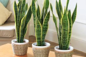 5 Loại Cây và Thảo Mộc Tốt Nhất Để Xua Đuổi Ma Quỷ