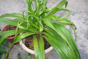 Bùa Ngải Và Những Điều Ít Biết