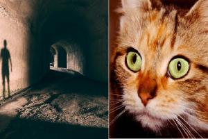 10 Dấu Hiệu Chứng Tỏ Mèo Nhà Bạn Nhìn Thấy Ma