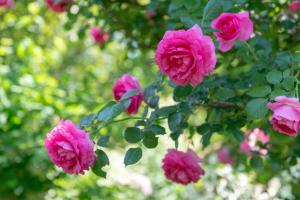 Tử Vi Tuần Mới 12 Cung Hoàng Đạo Từ Ngày 20-6-2022 Đến Ngày 26-6-2022