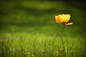 Tử Vi Tuần Mới 12 Cung Hoàng Đạo Từ Ngày 27-6-2022 Đến Ngày 3-7-2022